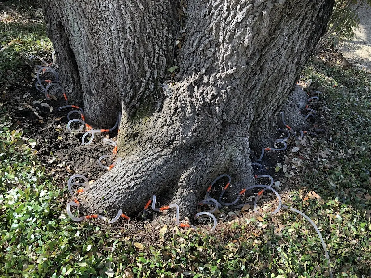 Detailed Tree Cabling and Bracing job site in Poplar Branch