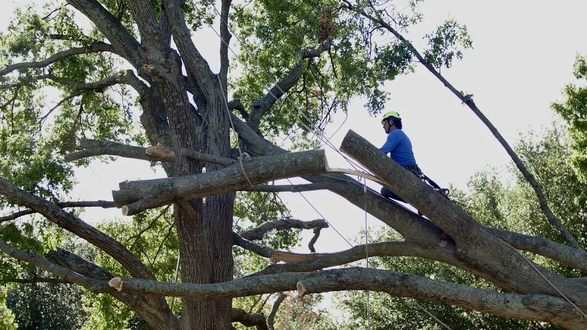 Professional Crown Thinning performed by certified arborists in Poplar Branch