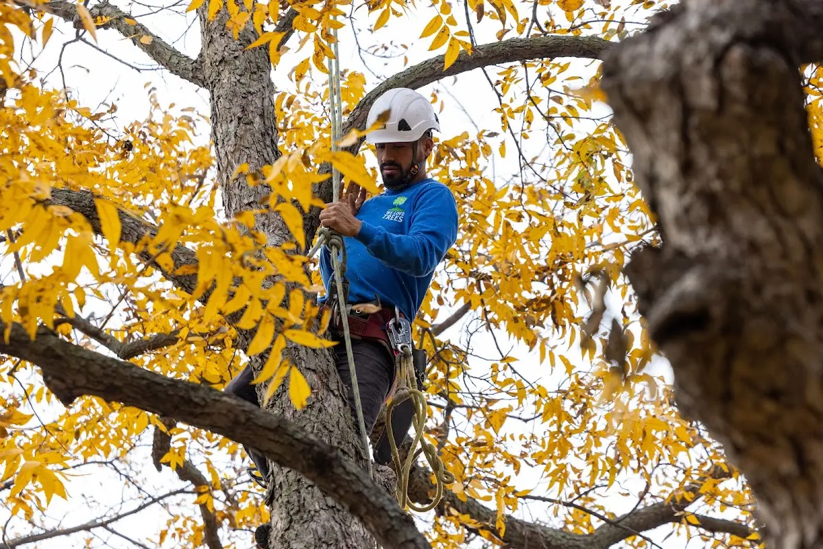 Skilled Tree Pruning crew working in Poplar Branch