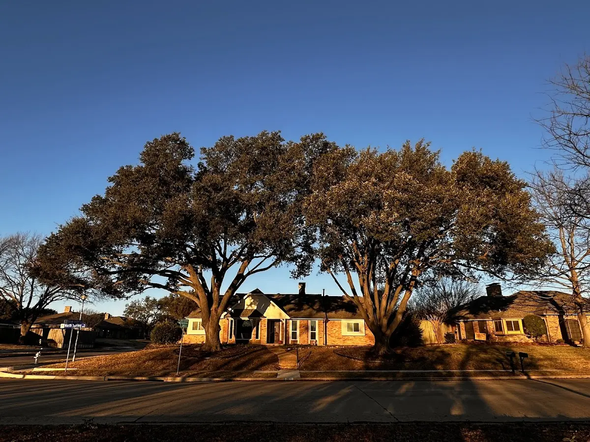 Established residential canopy tree shading a home in Poplar Branch
